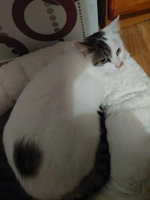 chatte reunited   56220 Peillac Crickett