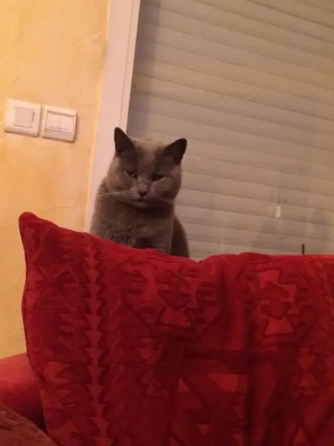 chatte reunited   56750 Damgan Dora