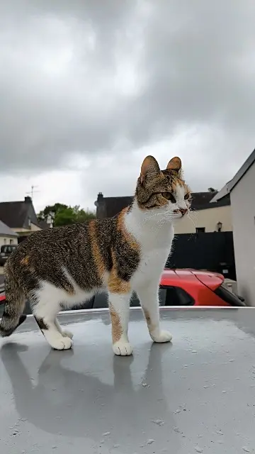 chatte reunited   56230 Questembert Fripouille
