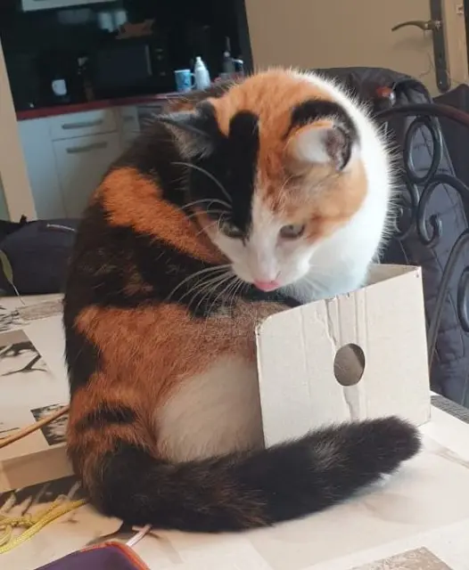 chatte reunited   56270 Plœmeur Grenouille