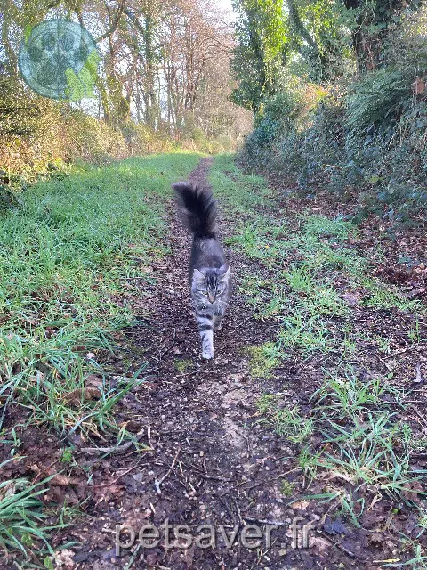 chatte reunited 56950 Crac'h Guinness