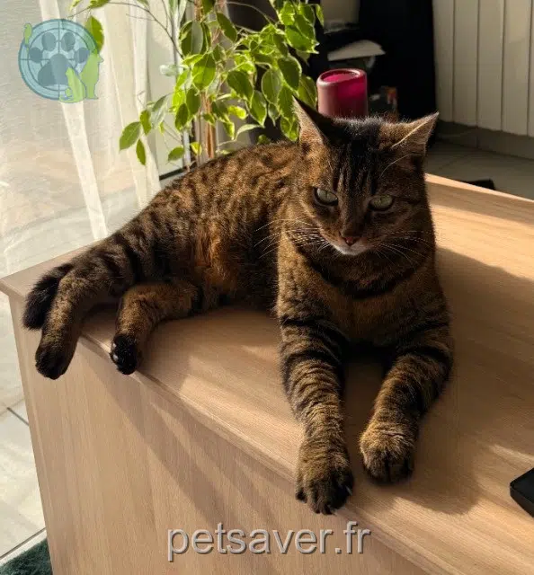 chatte reunited 56890 Plescop Halloween