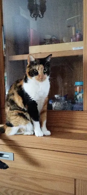 chatte reunited   56100 Lorient Héra