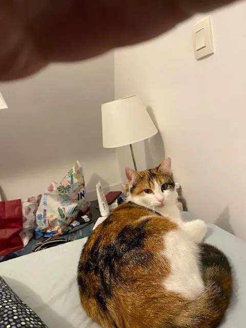 chatte reunited   56550 Locoal-Mendon La queen