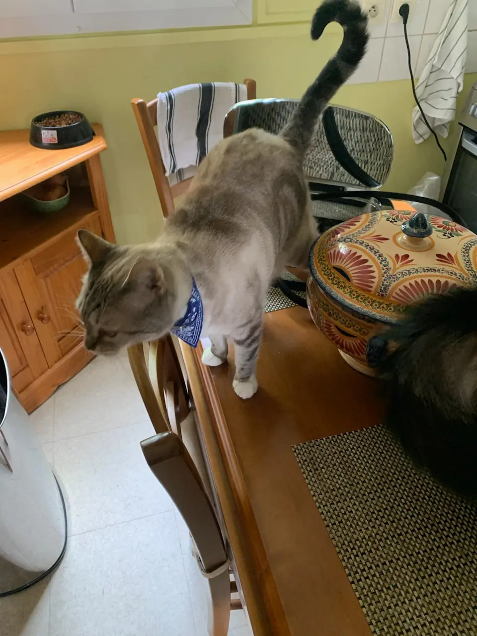 Chatte Perdue 56 Morbihan - Lola Chatte Perdue 56 Morbihan - Lola