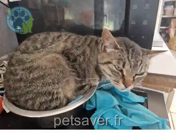 Chatte Trouvée 56 Morbihan - Luna Chatte Trouvée 56 Morbihan - Luna