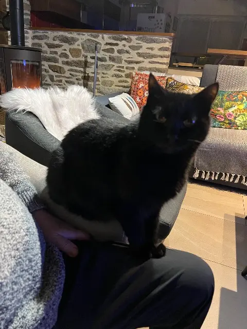 chatte reunited   56370 Sarzeau Mia.   Mimie