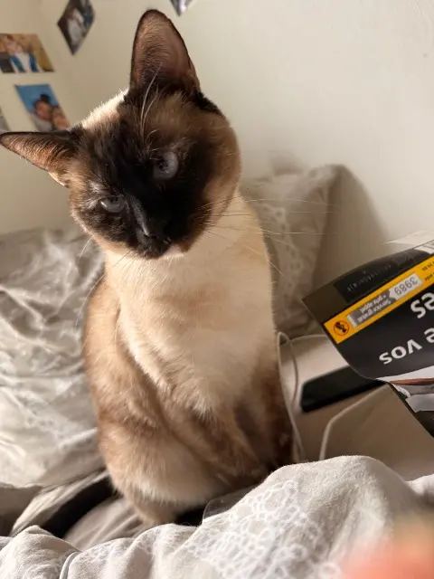 chatte reunited   56400 Pluneret Mimi