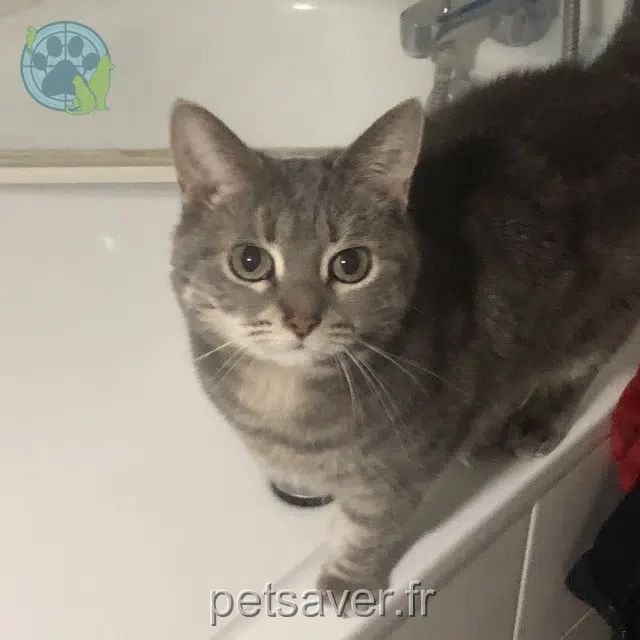 chatte reunited 56640 Arzon Mystic