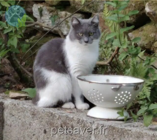 chatte reunited   56890 Saint-Avé Neige