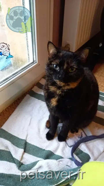kat reunited   56350 Saint-Vincent-sur-Oust Nezuka