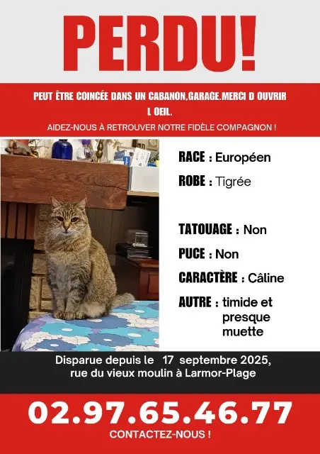 chatte reunited   56260 Larmor-Plage Niout