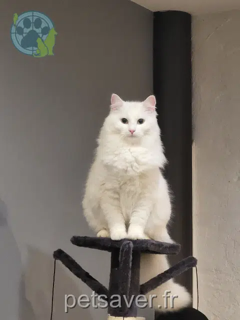 chatte reunited   56140 Ruffiac Opale