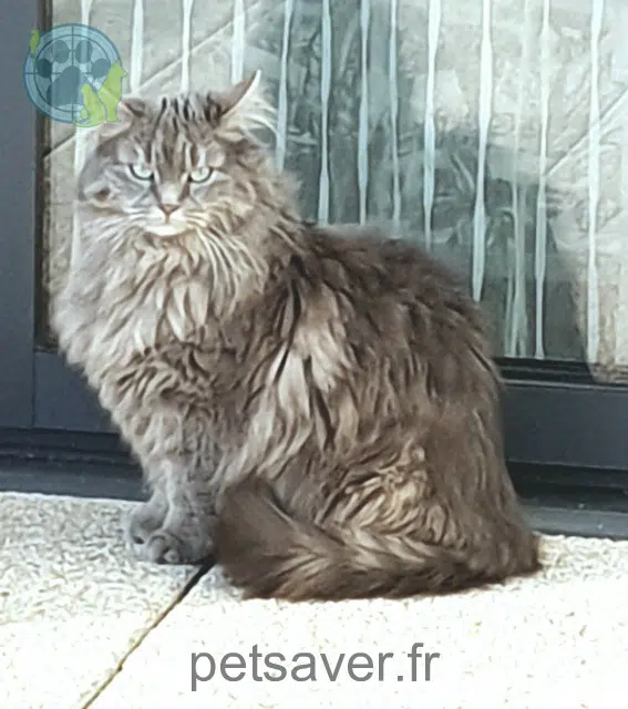 chatte reunited 56670 Riantec Oria