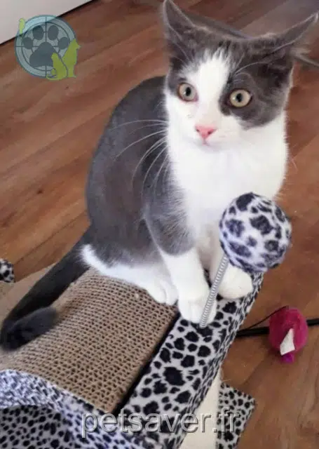 chatte reunited 56530 Quéven Phoebe