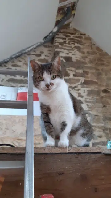 chatte reunited   56000 Vannes Pirox