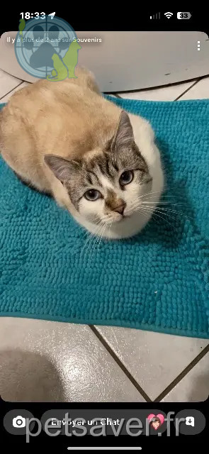 chatte reunited 56480 Saint-Aignan Pouikpouik