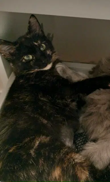 chatte reunited   56400 Brech Praline