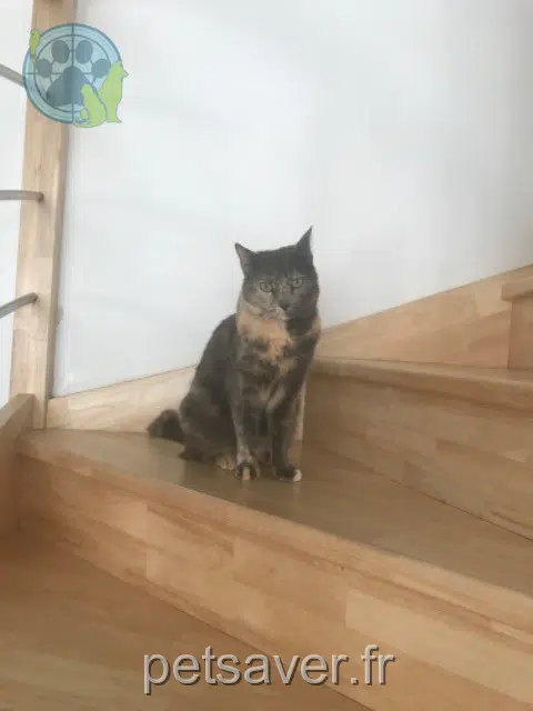 chatte reunited 56000 Vannes Princesse