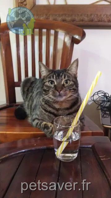 chatte reunited 56400 Plougoumelen Pépite