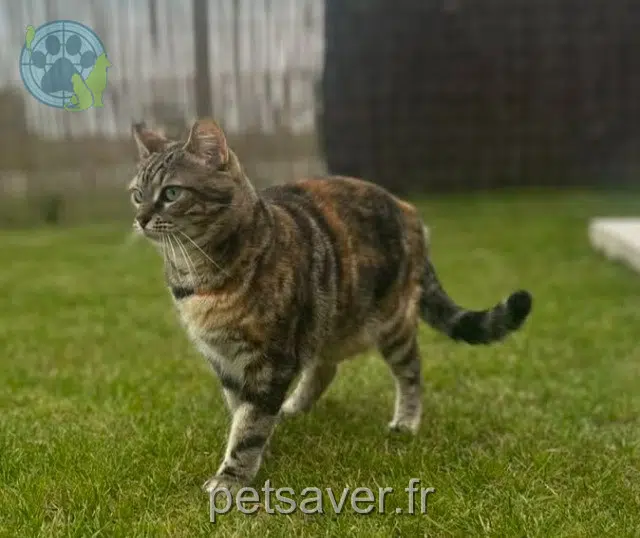 chatte reunited   56150 Guénin Ria