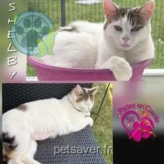 chatte reunited 56140 Caro Shelby