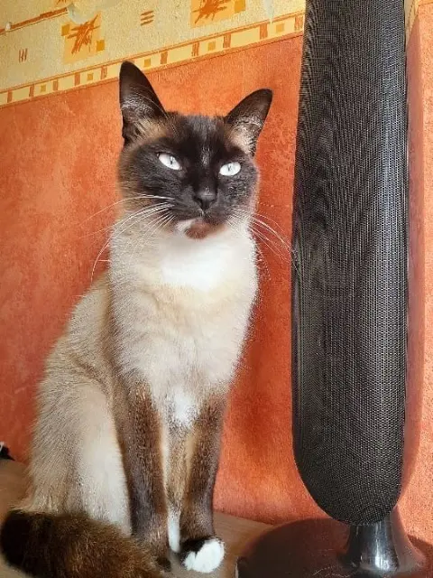 chatte reunited   56000 Vannes Simba