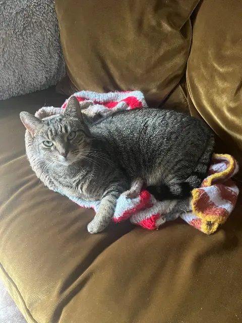 chatte reunited   56100 Lorient Sparta