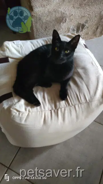 chatte reunited   56400 Plougoumelen Sully