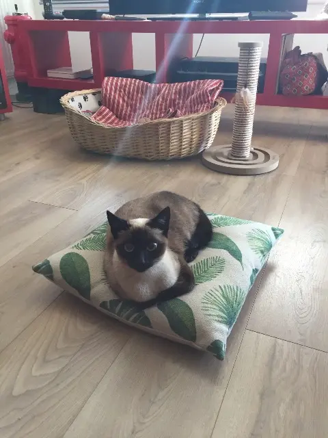 chatte reunited   56660 Saint-Jean-Brévelay Uguette