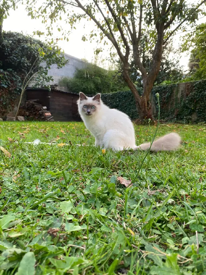 Chatte Perdue 56 Morbihan - Utess Chatte Perdue 56 Morbihan - Utess