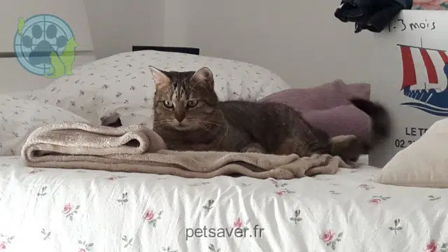 chatte reunited   56880 Ploeren Vitus