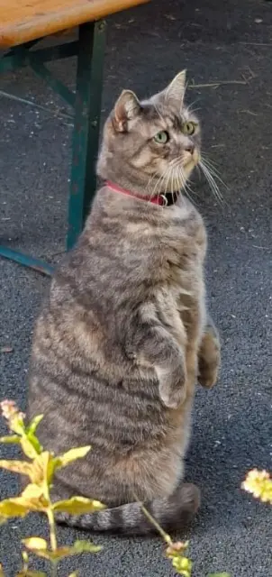 chatte reunited   56800 Guillac Vivi