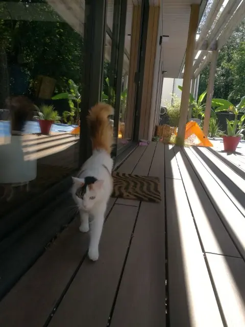 chatte reunited   56400 Pluneret Vénus