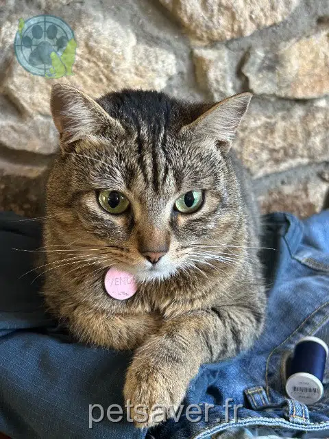 chatte reunited   56100 Lorient Vénus