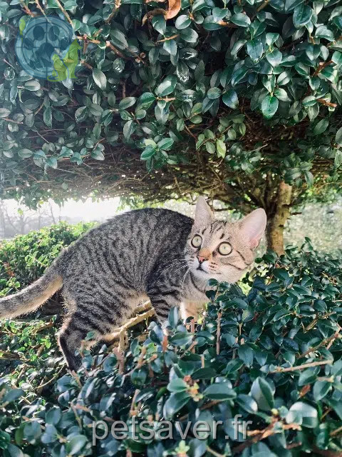 chatte reunited   56150 Baud Yuna