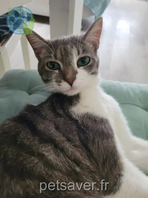 chatte reunited   56350 Saint-Jean-la-Poterie Zaho