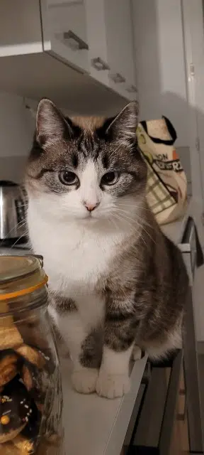 chatte reunited   56500 Évellys Kira