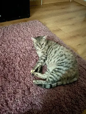 Chatte Perdue 57 Moselle - Azur Chatte Perdue 57 Moselle - Azur