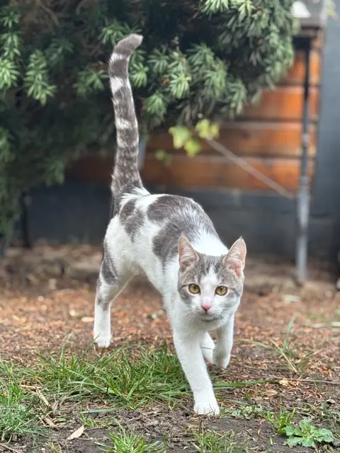 chatte reunited   57525 Talange Blue