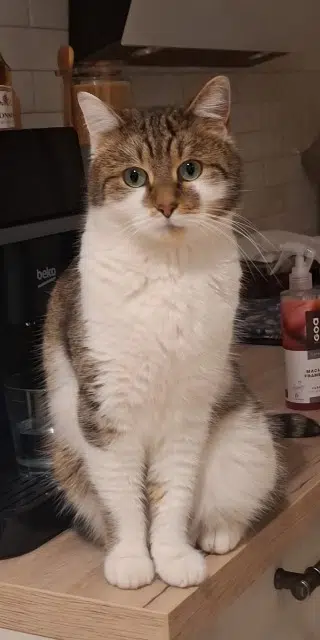 chatte reunited   57240 Nilvange Cali