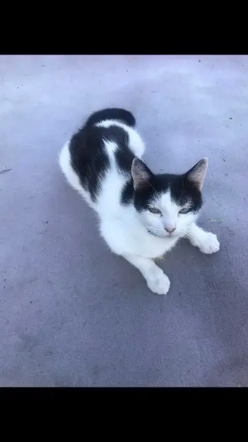 chatte reunited   57730 Macheren Caline