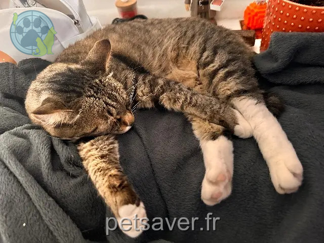 chatte reunited   57370 Phalsbourg Evoli