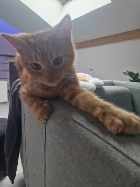 chatte reunited   57940 Metzervisse Framboise