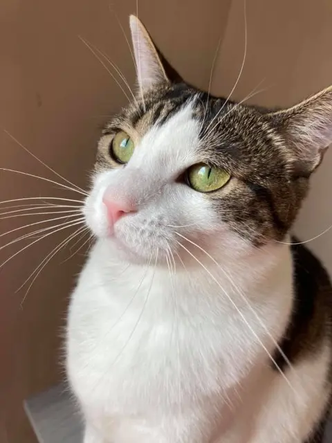 chatte reunited   57300 Ay-sur-Moselle Grincheuse