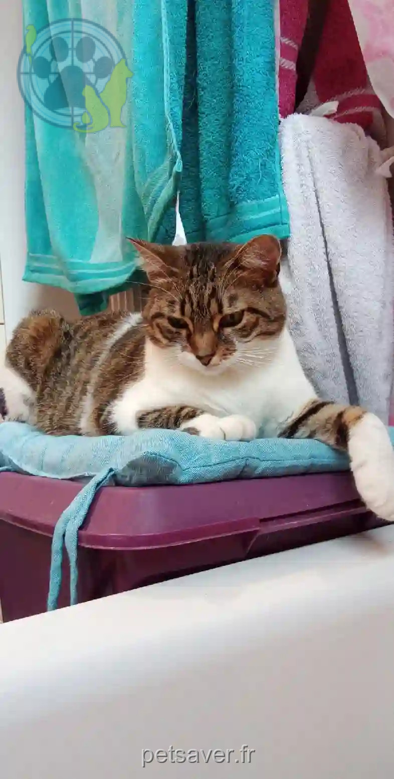 Chatte Trouvée 57 Moselle - Jade Chatte Trouvée 57 Moselle - Jade