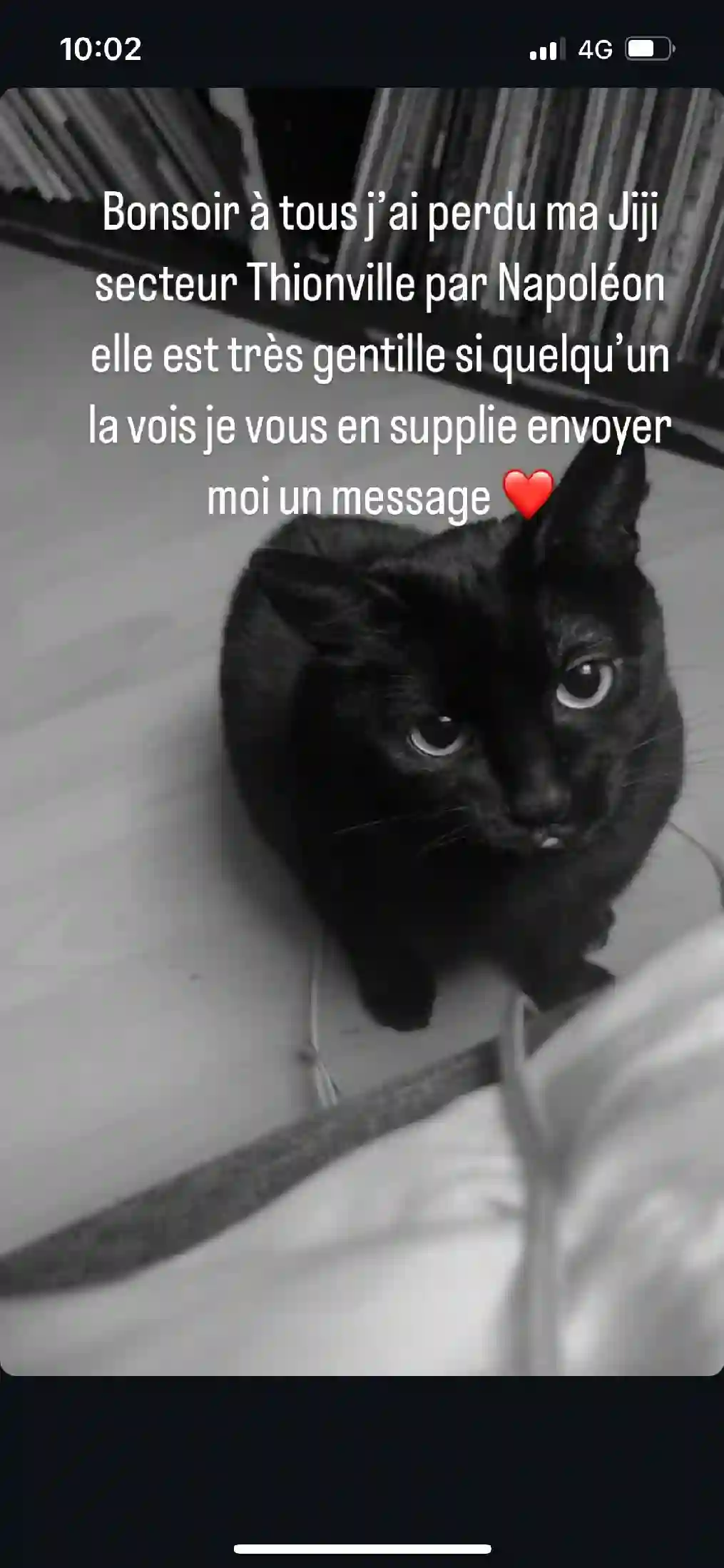 Chatte Trouvée 57 Moselle - Jiji Chatte Trouvée 57 Moselle - Jiji