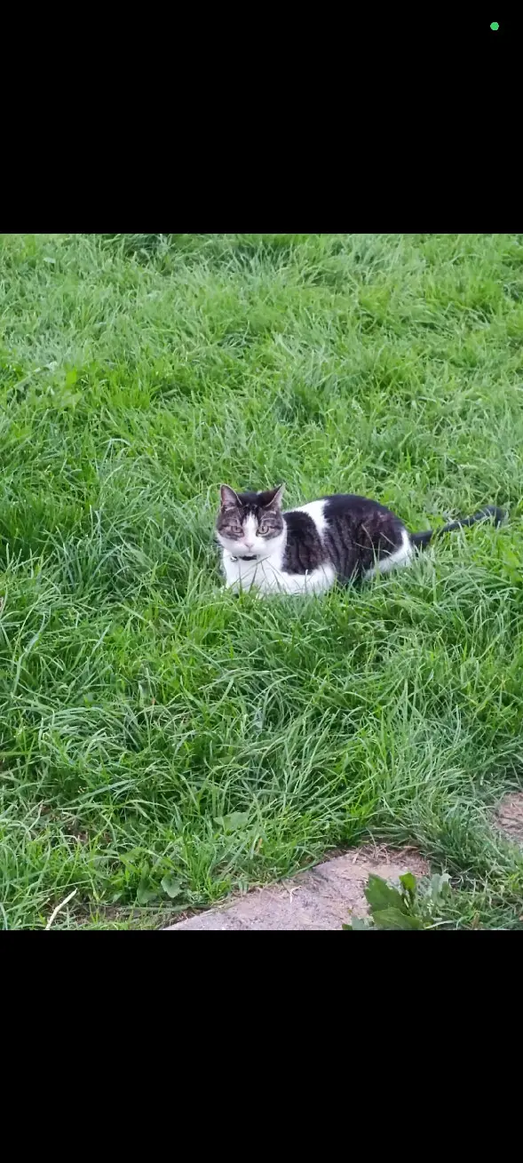 Chatte Perdue 57 Moselle - Kiara Chatte Perdue 57 Moselle - Kiara