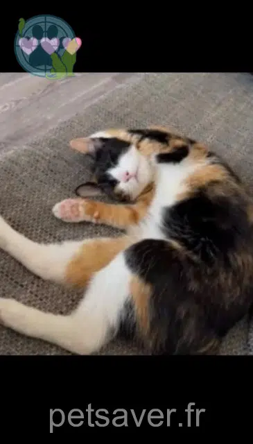 chatte reunited   57460 Behren-lès-Forbach Lila