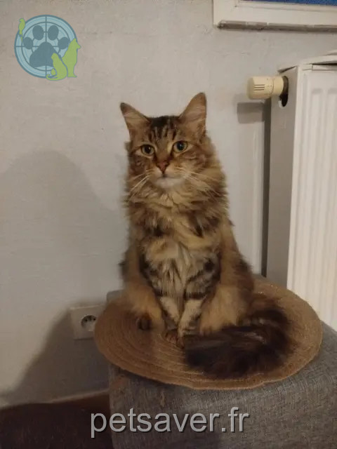Katze reunited 57850 Dabo Luna